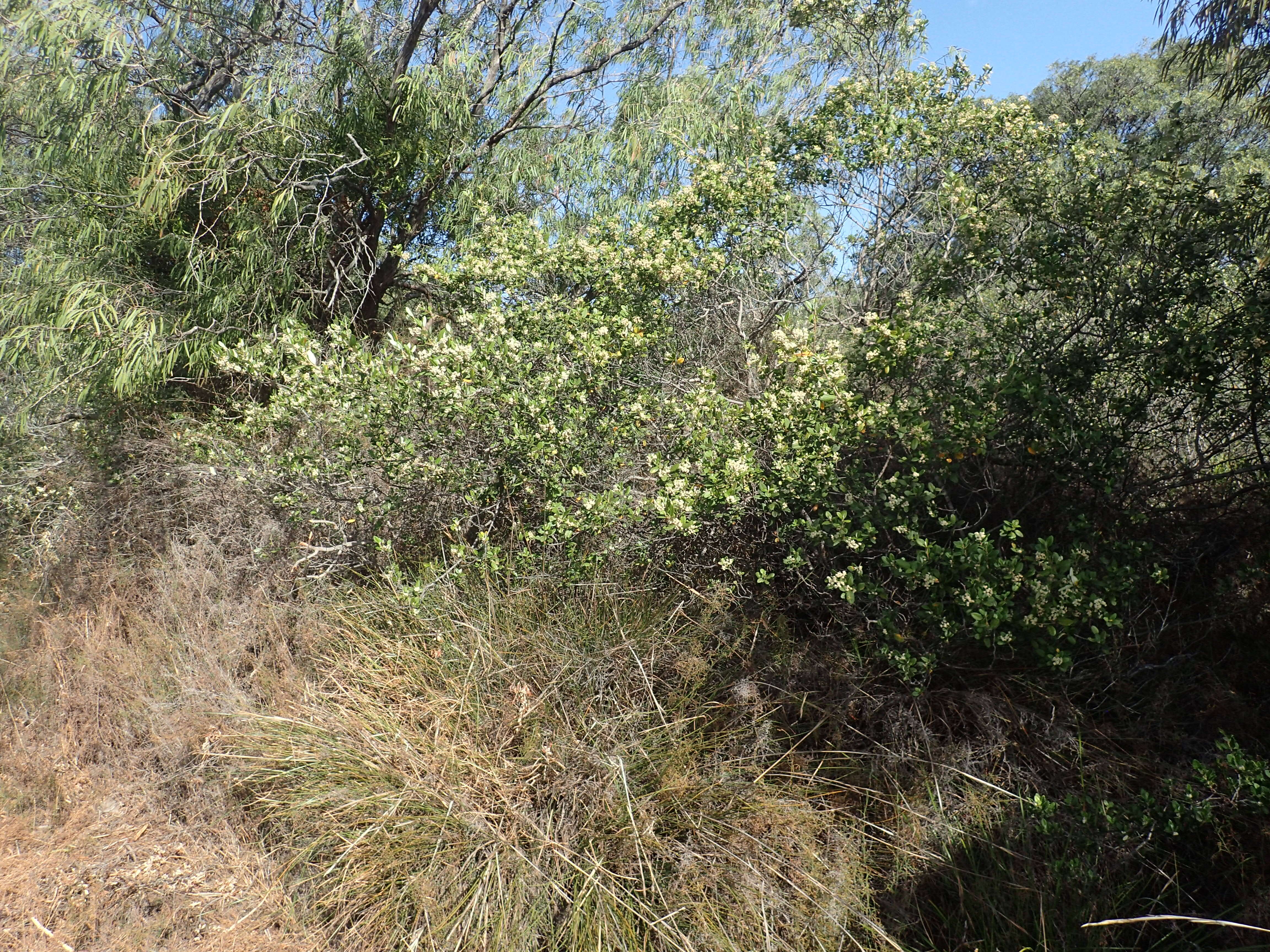 Imagem de Spyridium globulosum (Labill.) Benth.