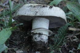 Imagem de Agaricus bitorquis (Quél.) Sacc. 1887