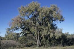 Image of Vachellia haematoxylon (Willd.) Seigler & Ebinger