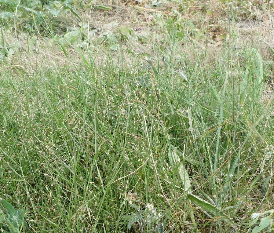 Image of bentgrass