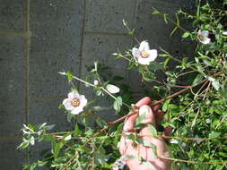 Image of Philadelphus mexicanus Schltdl.