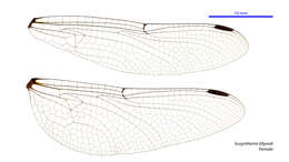 Image of Mountain Tigertail