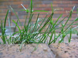 Image of Kyllinga brevifolia