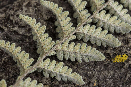 Image of Eaton's lipfern