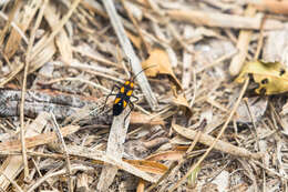 Image of Six-spotted Milkweed Bug