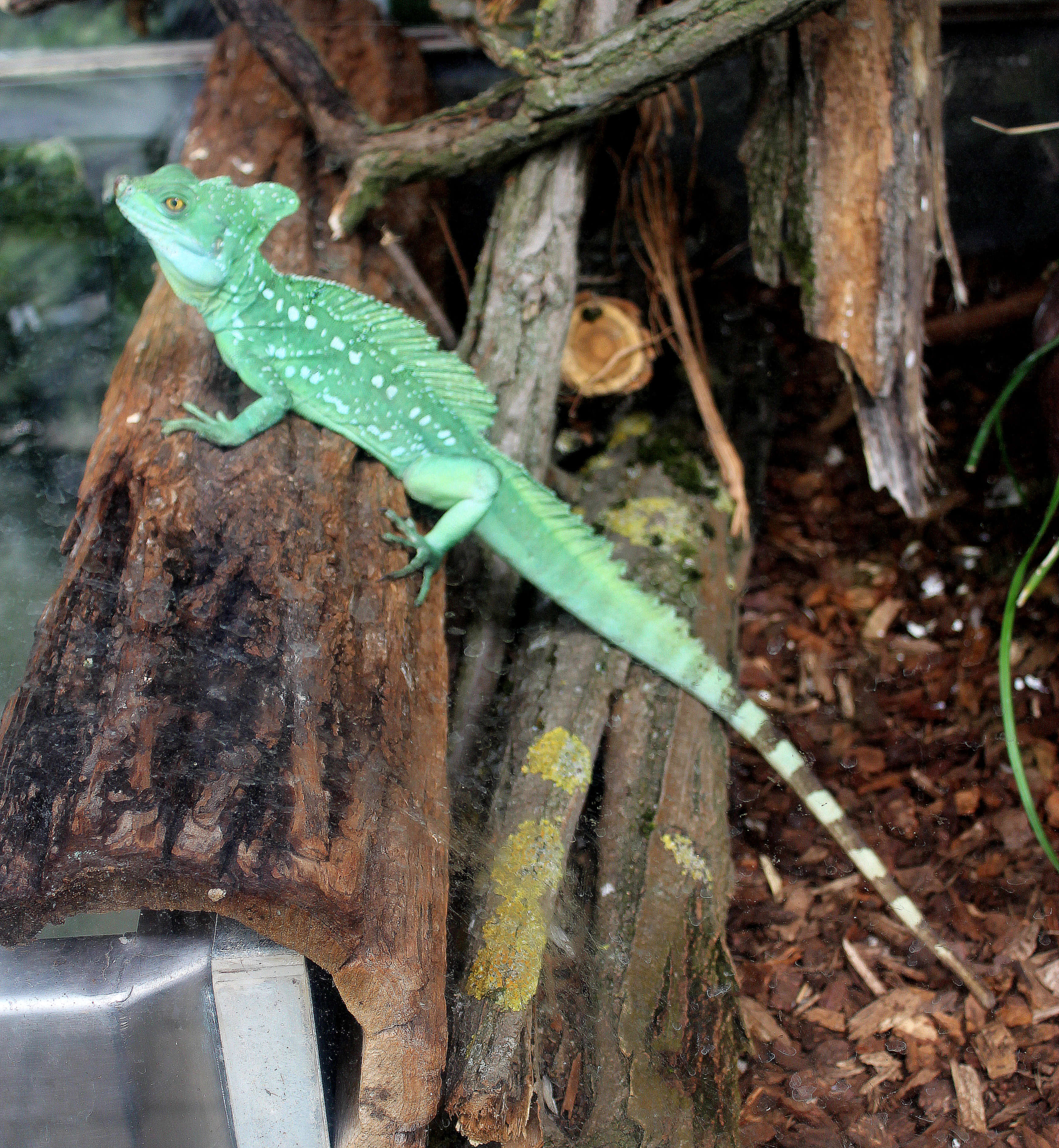 Image of Green Basilisk