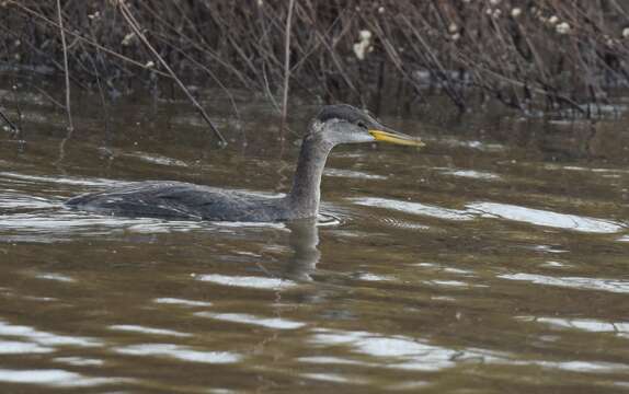 Image of Red-necked Grebe