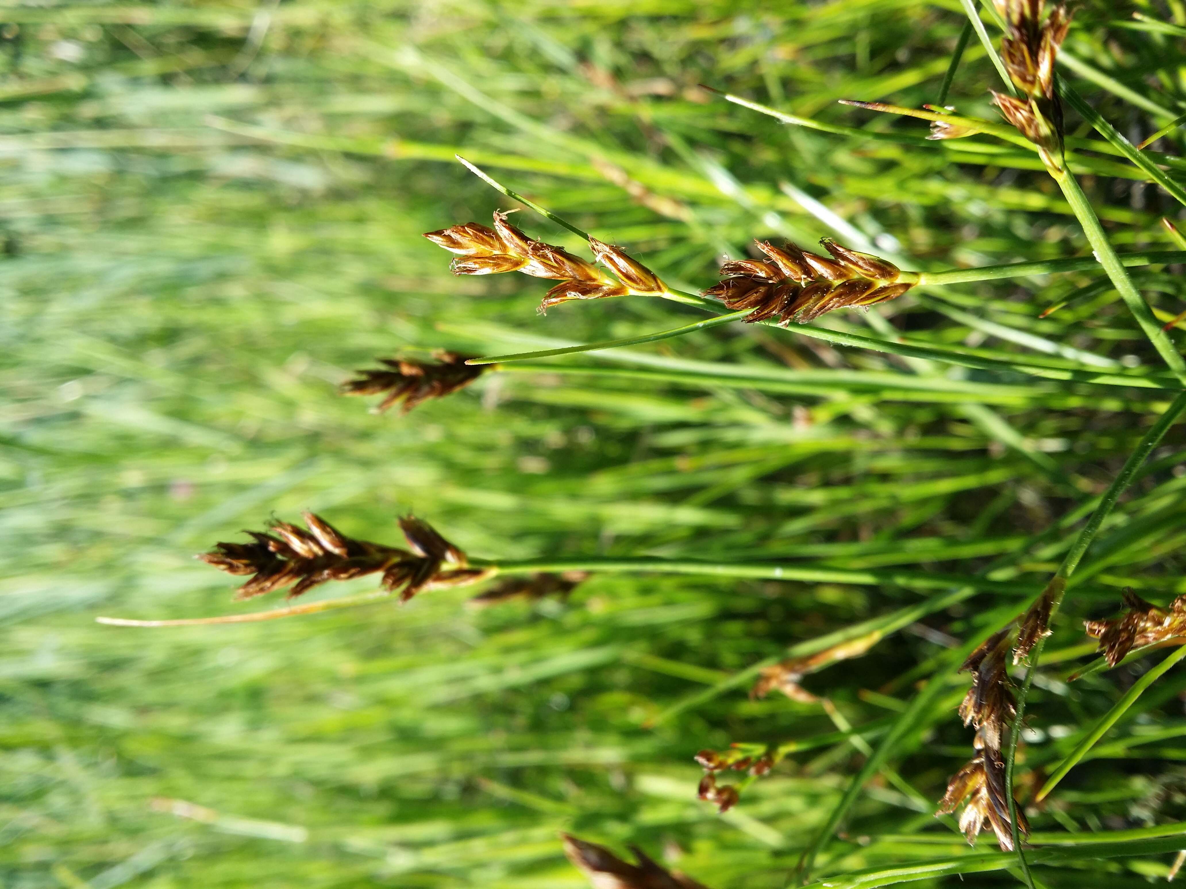 Image of Flat-sedge