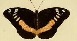 Image of Euthalia aeropa Linnaeus 1758