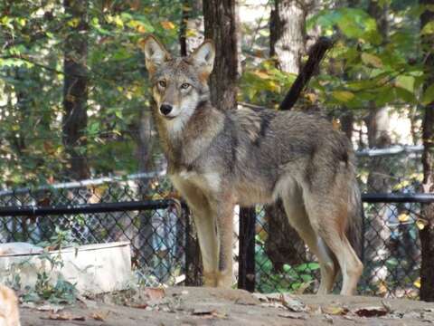 Image of Red wolf