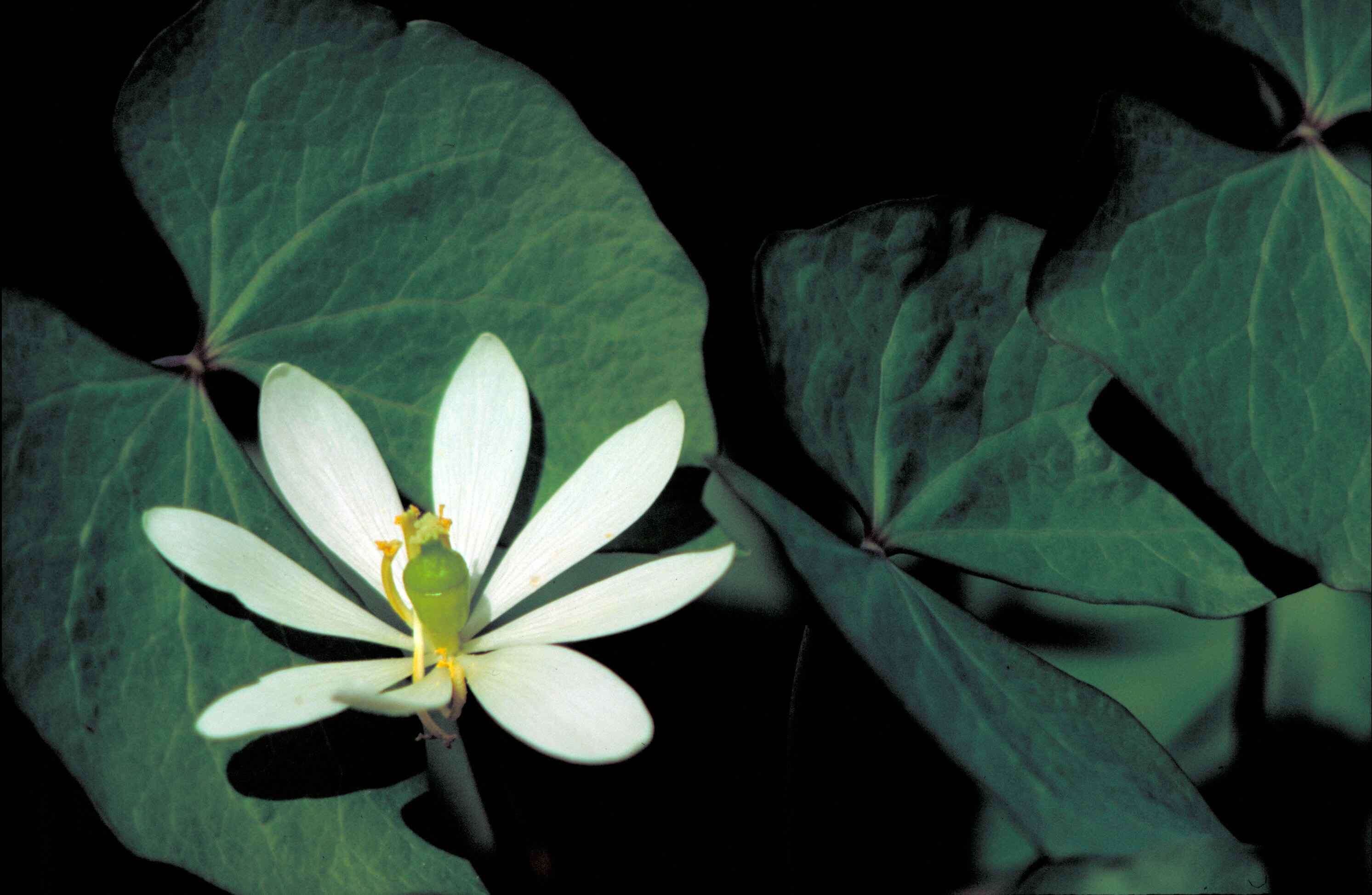 Image of twinleaf senna