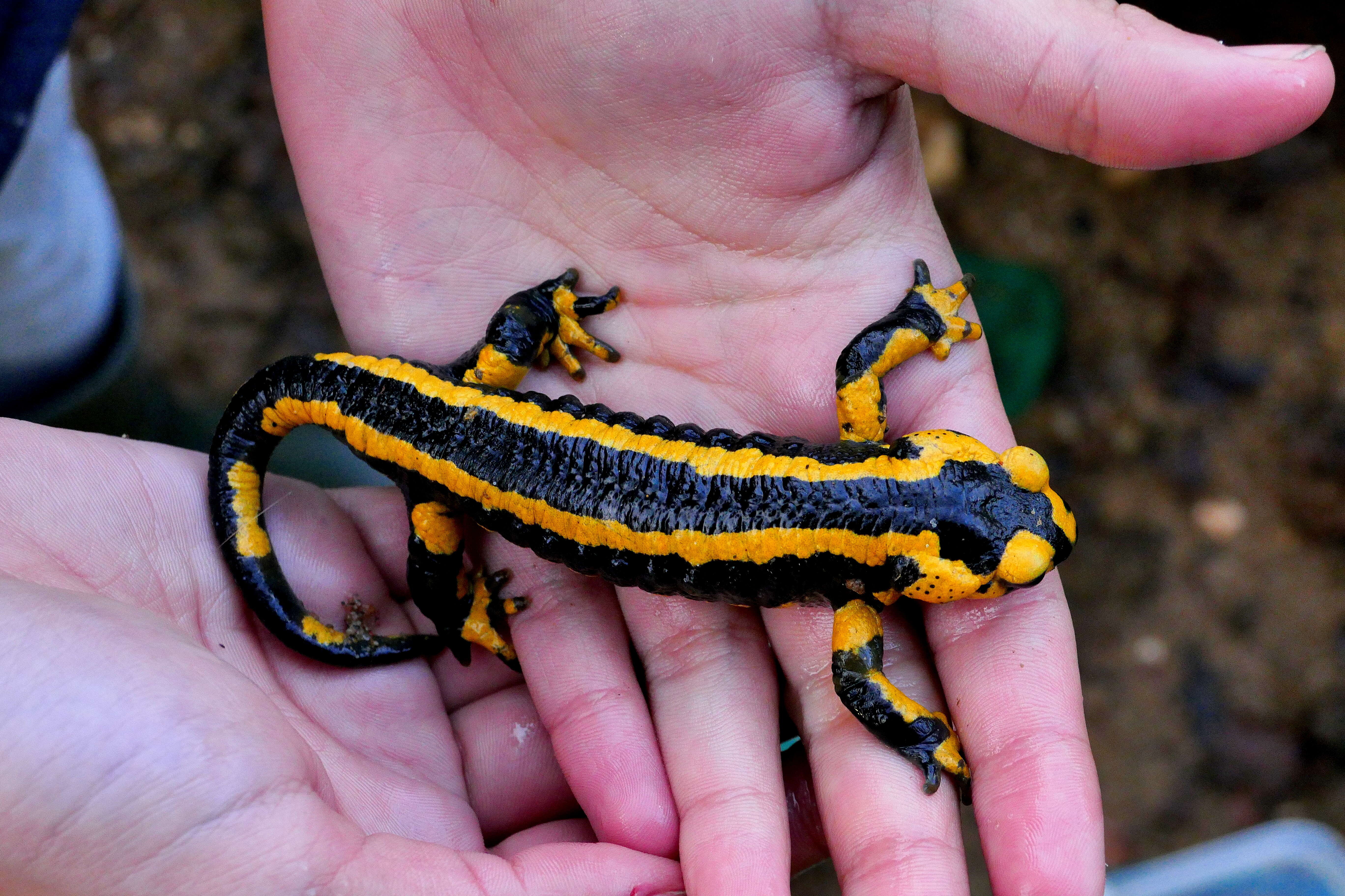 Image of Common Fire Salamander