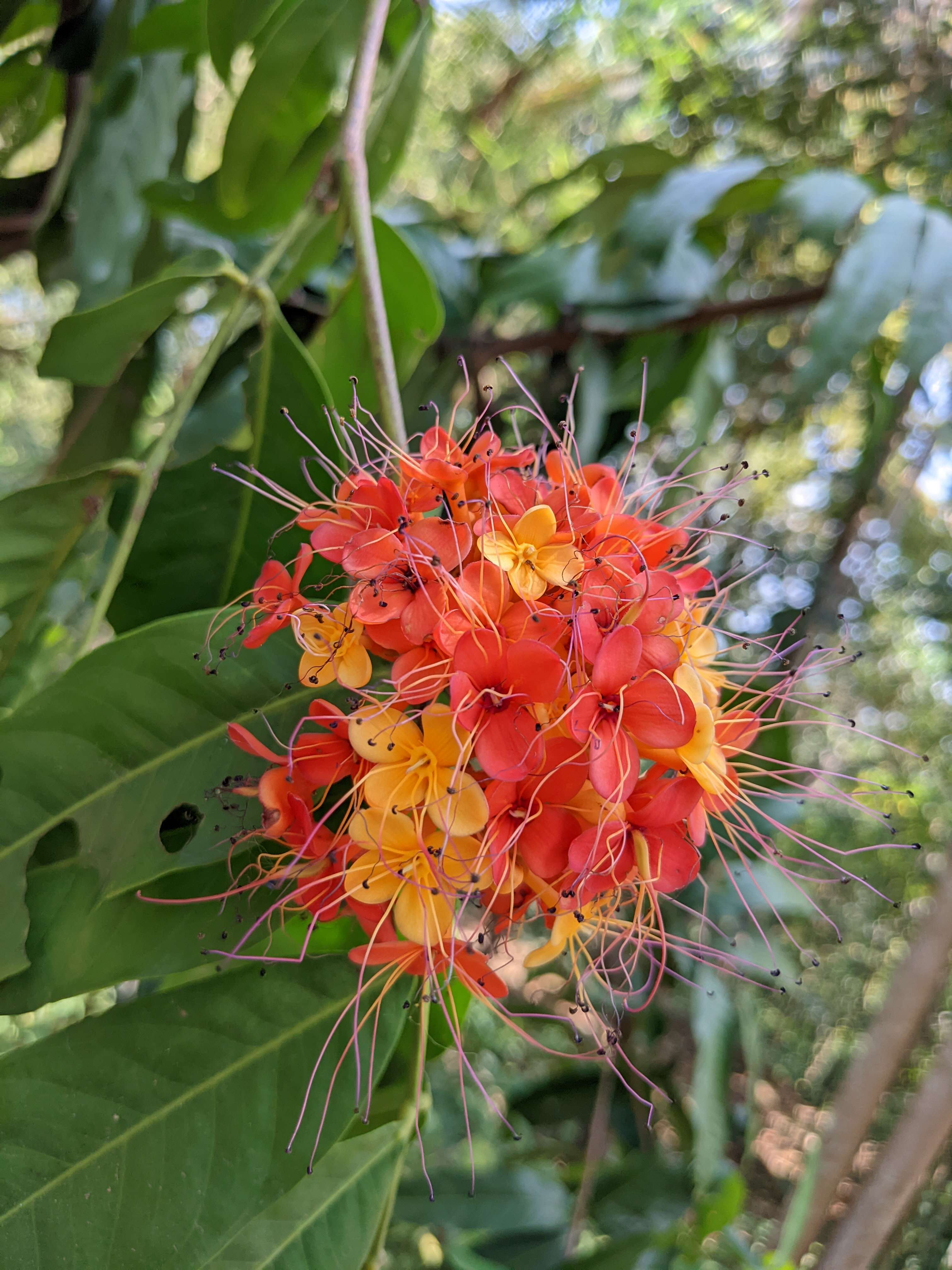 Image of Ashoka tree