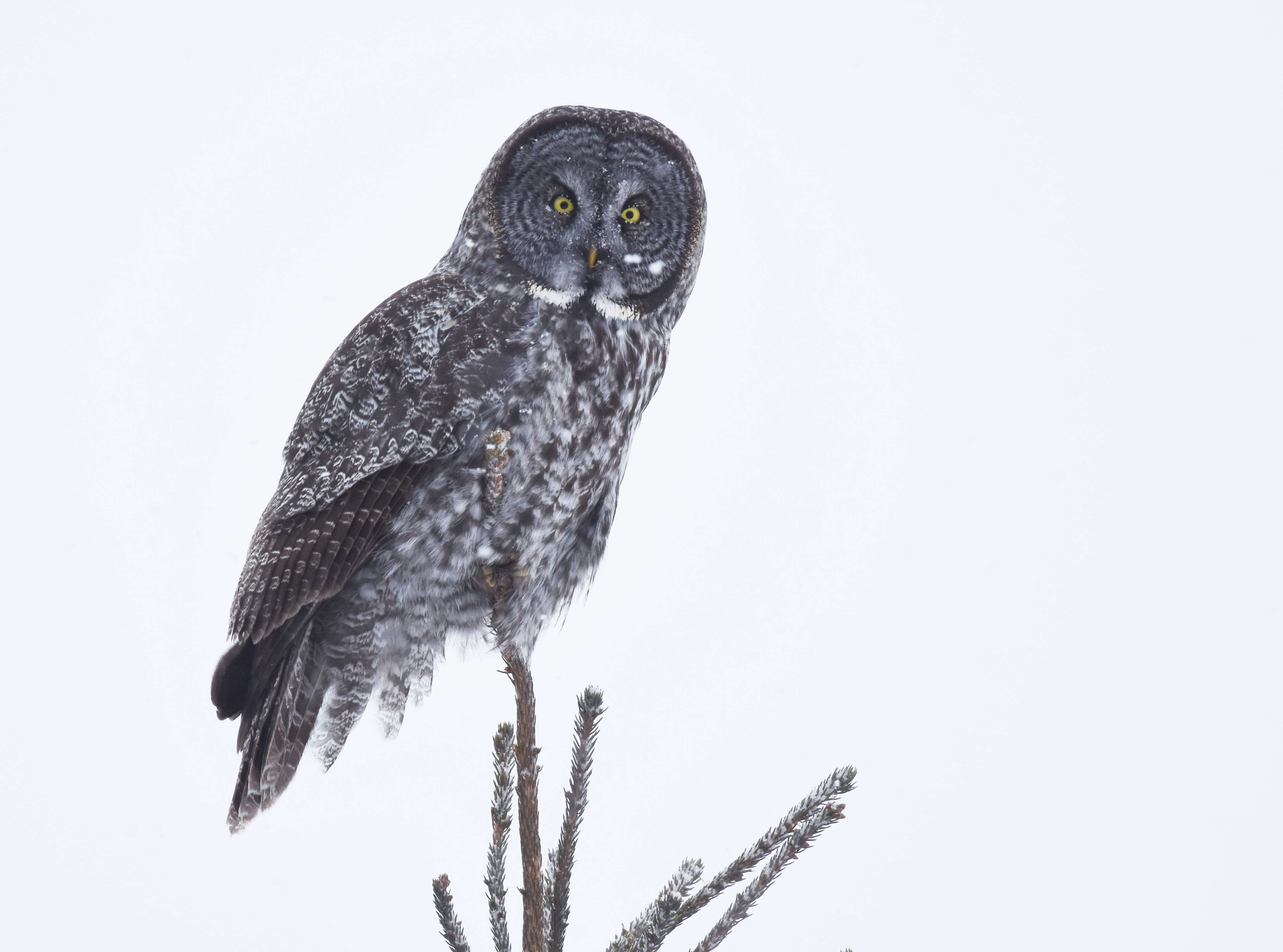 Image of Great Gray Owl