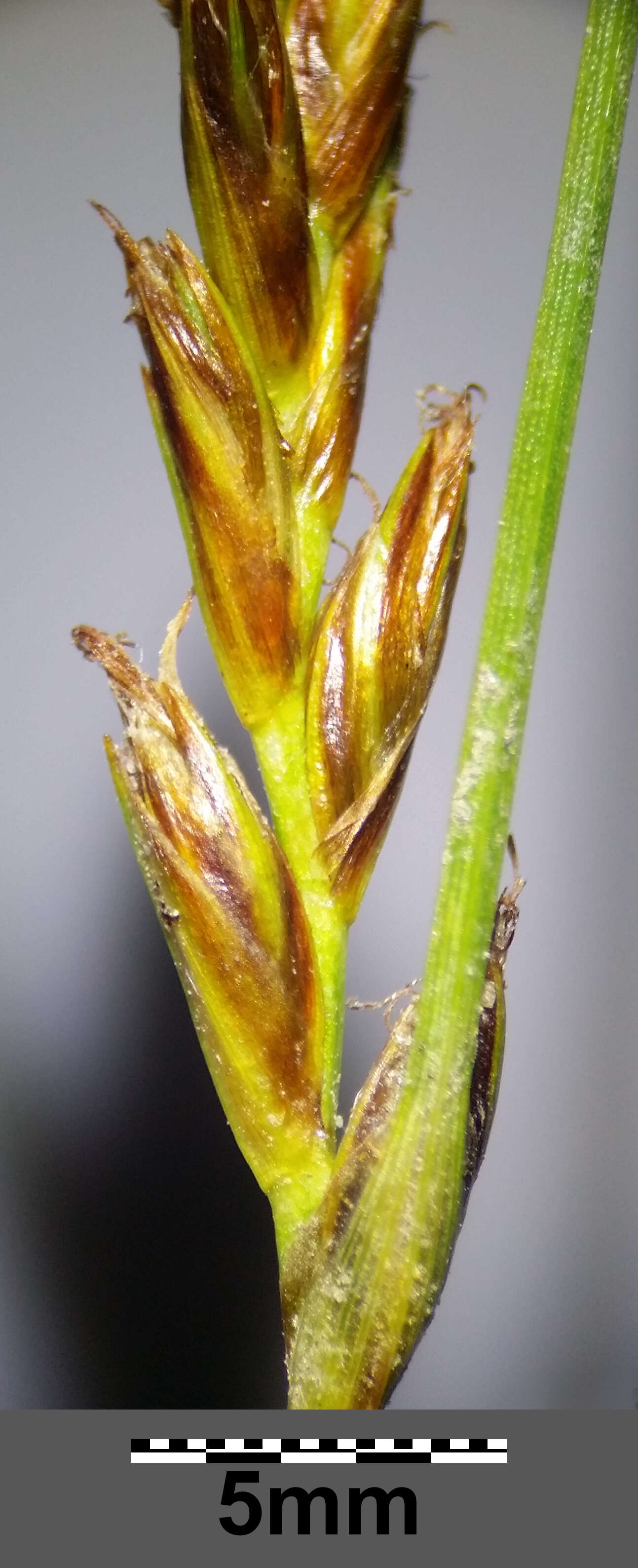 Image of Flat-sedge