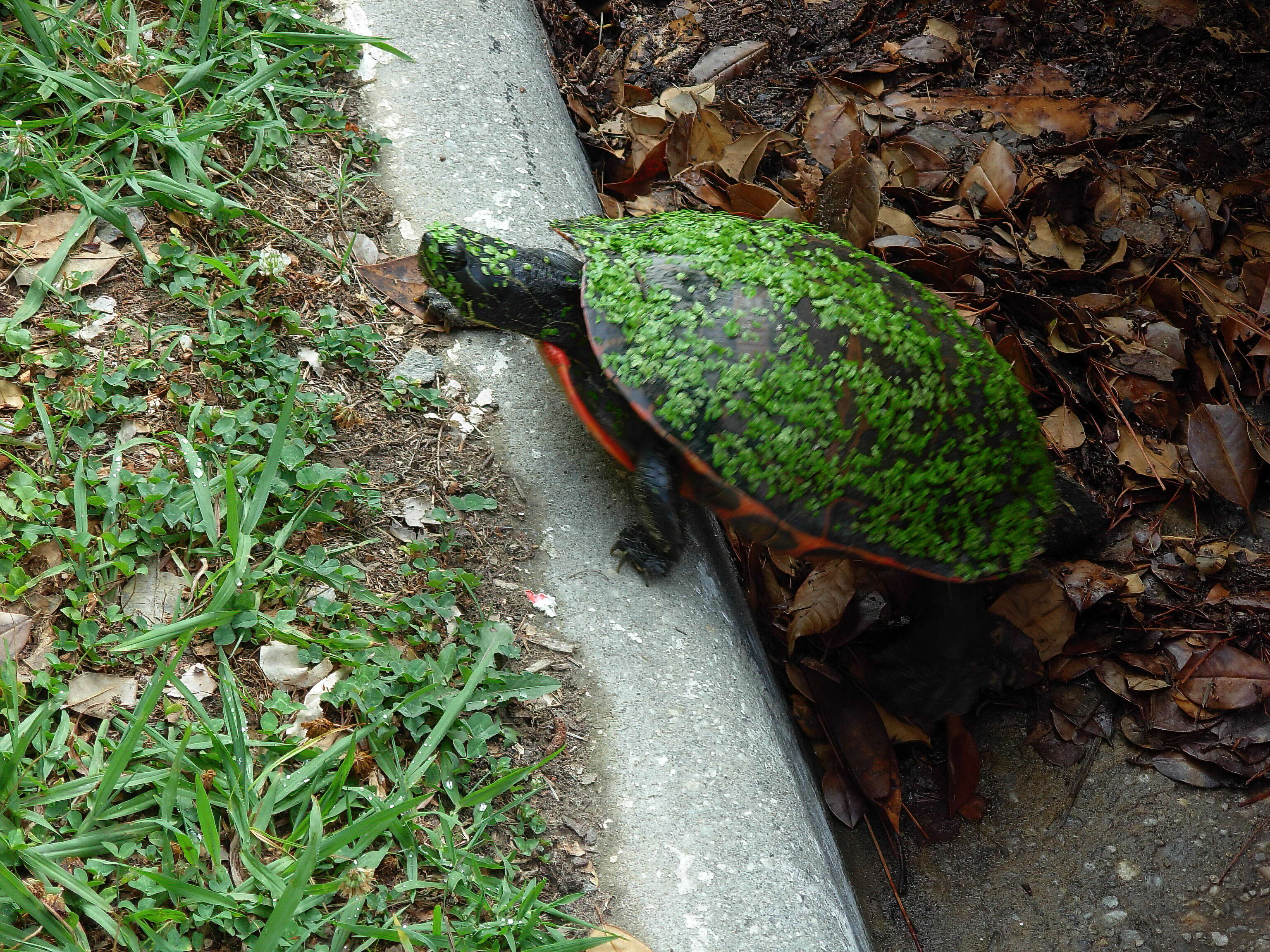 Image of American Red-bellied Turtle