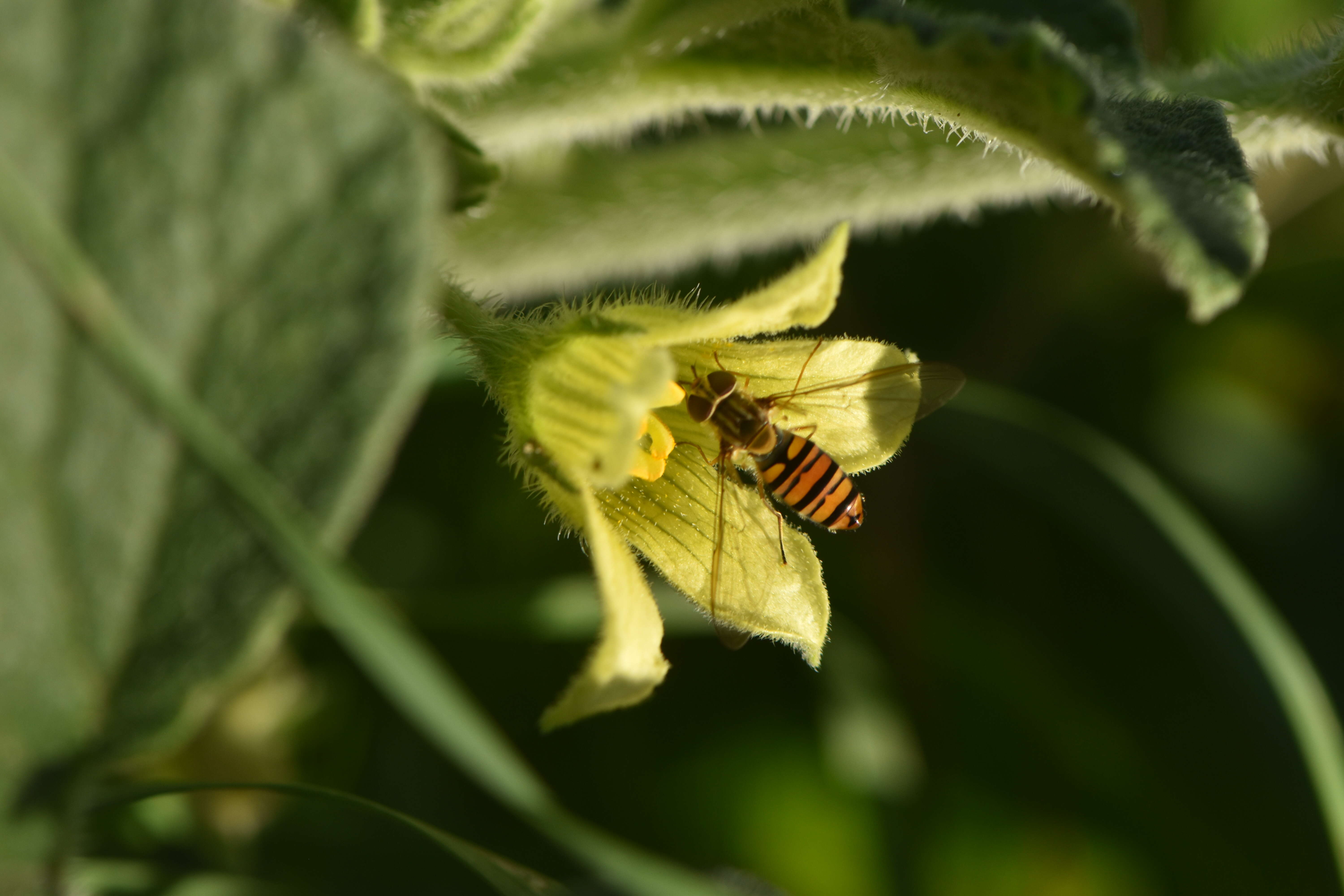 Image of Marmalade hoverfly