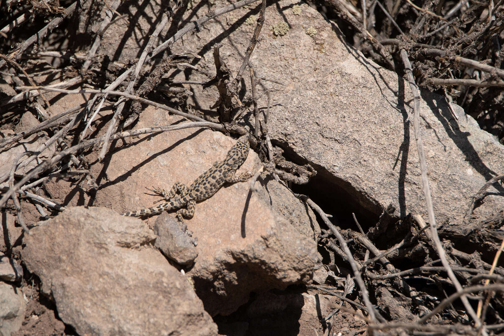 Image of Leopard Tree Iguana