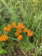 Image of butterfly milkweed