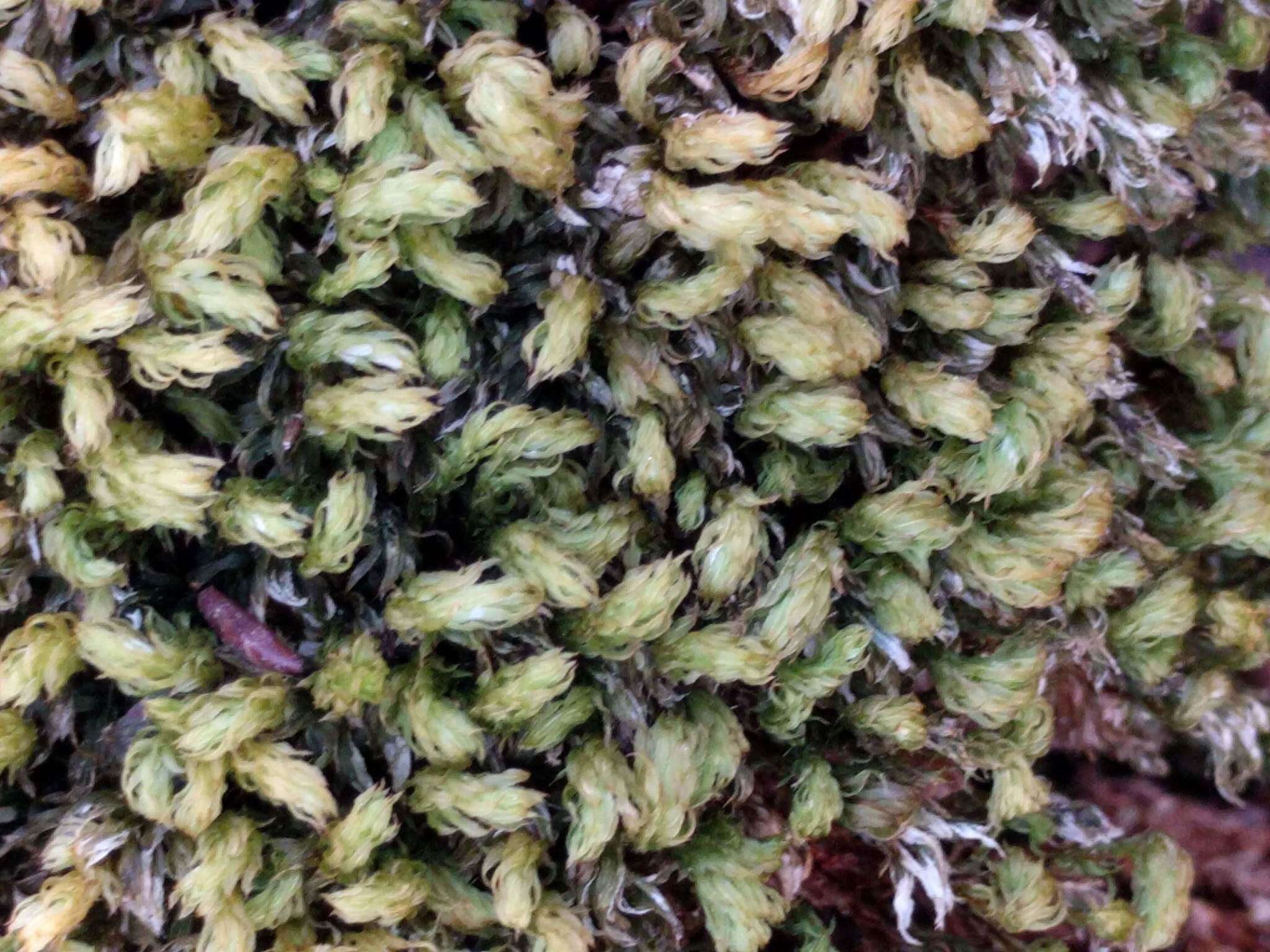 Image of horn calcareous moss