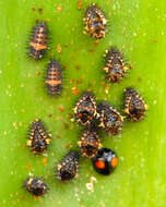 Image of Cactus Lady Beetle