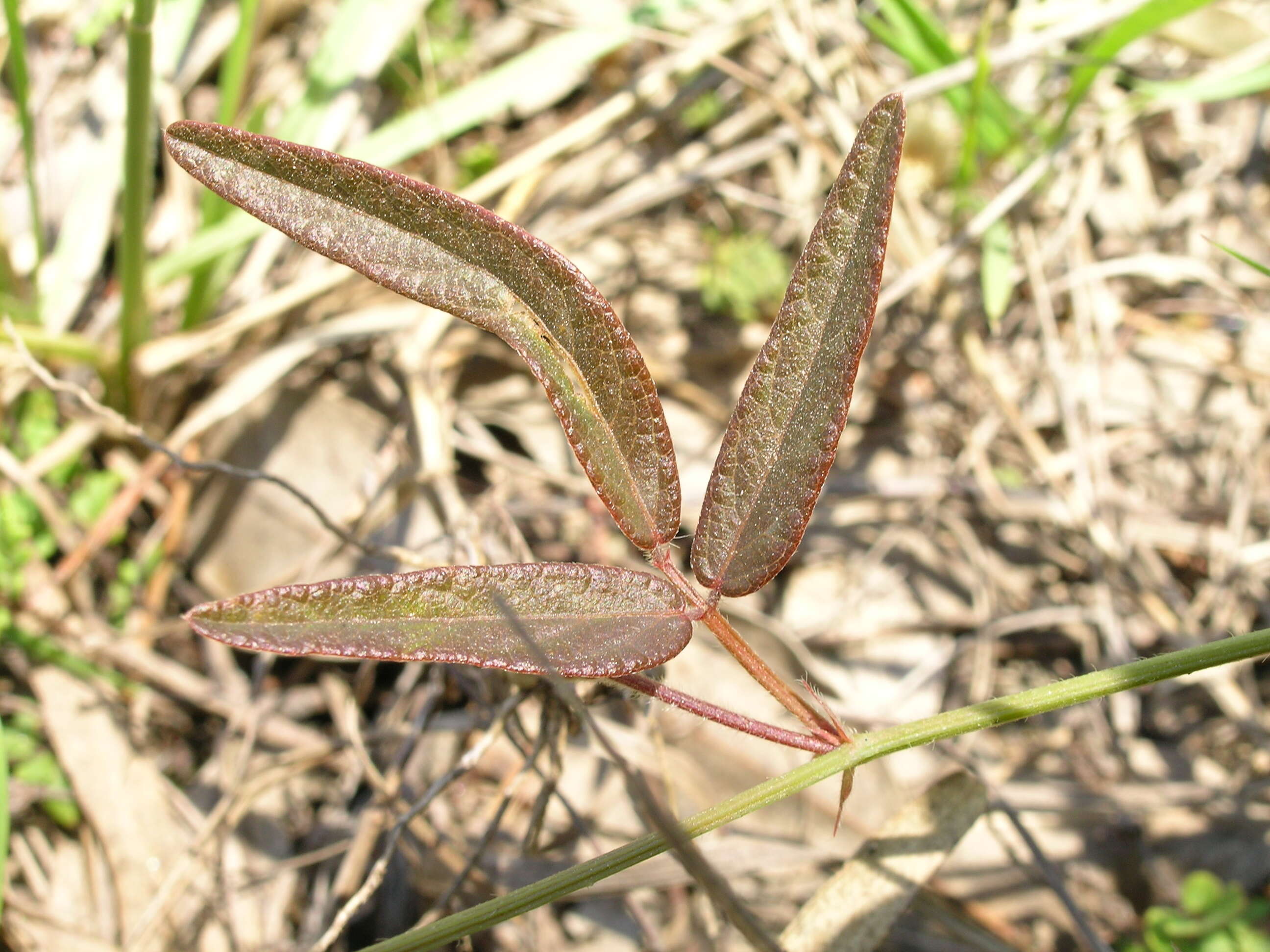 Image of Desmodium varians (Labill.) G. Don