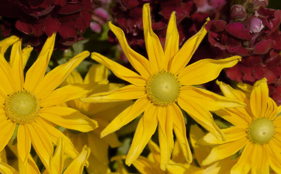 Image of coneflower