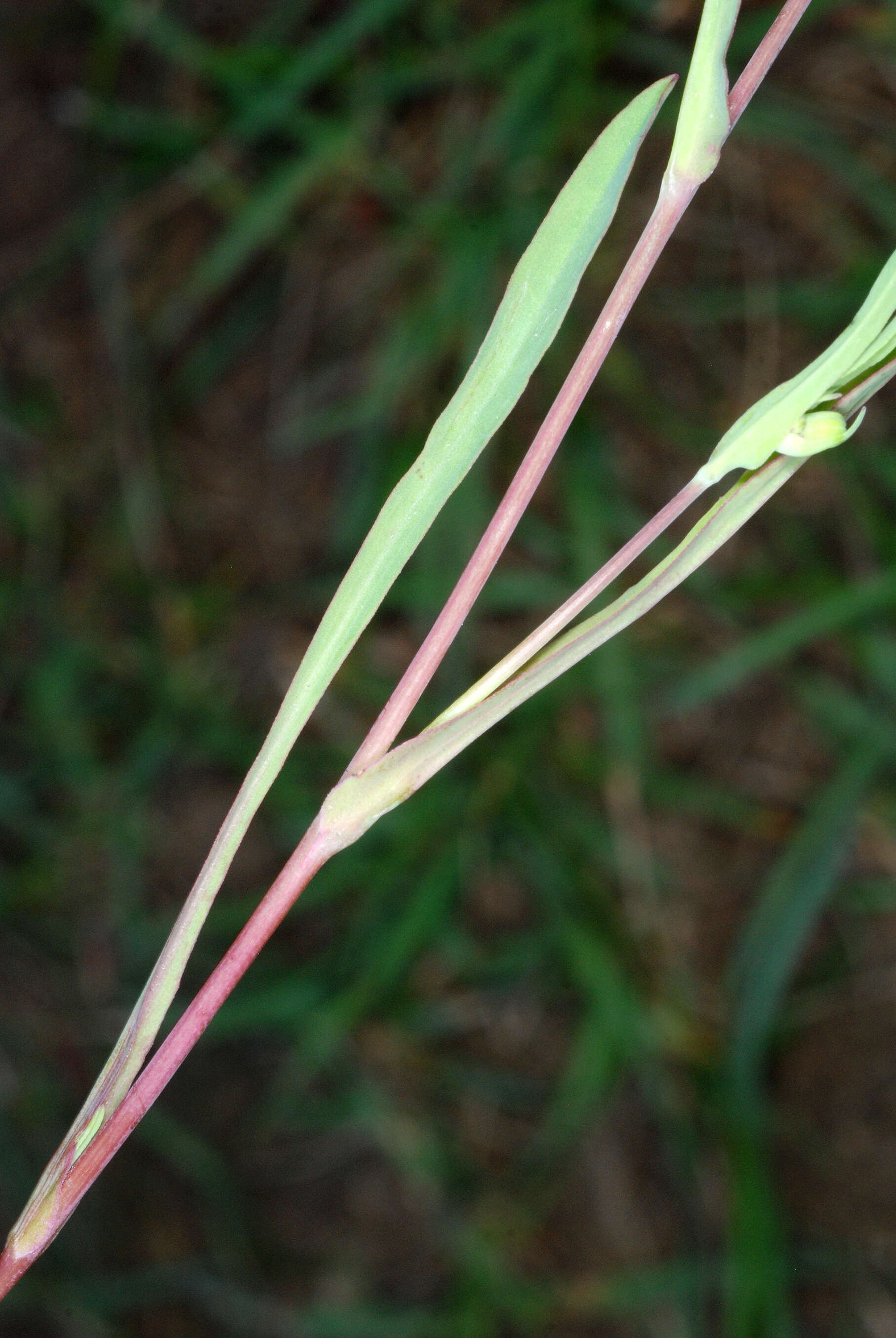 Image of Dwarf Dandelion