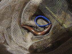 Image of Four-lined Skink