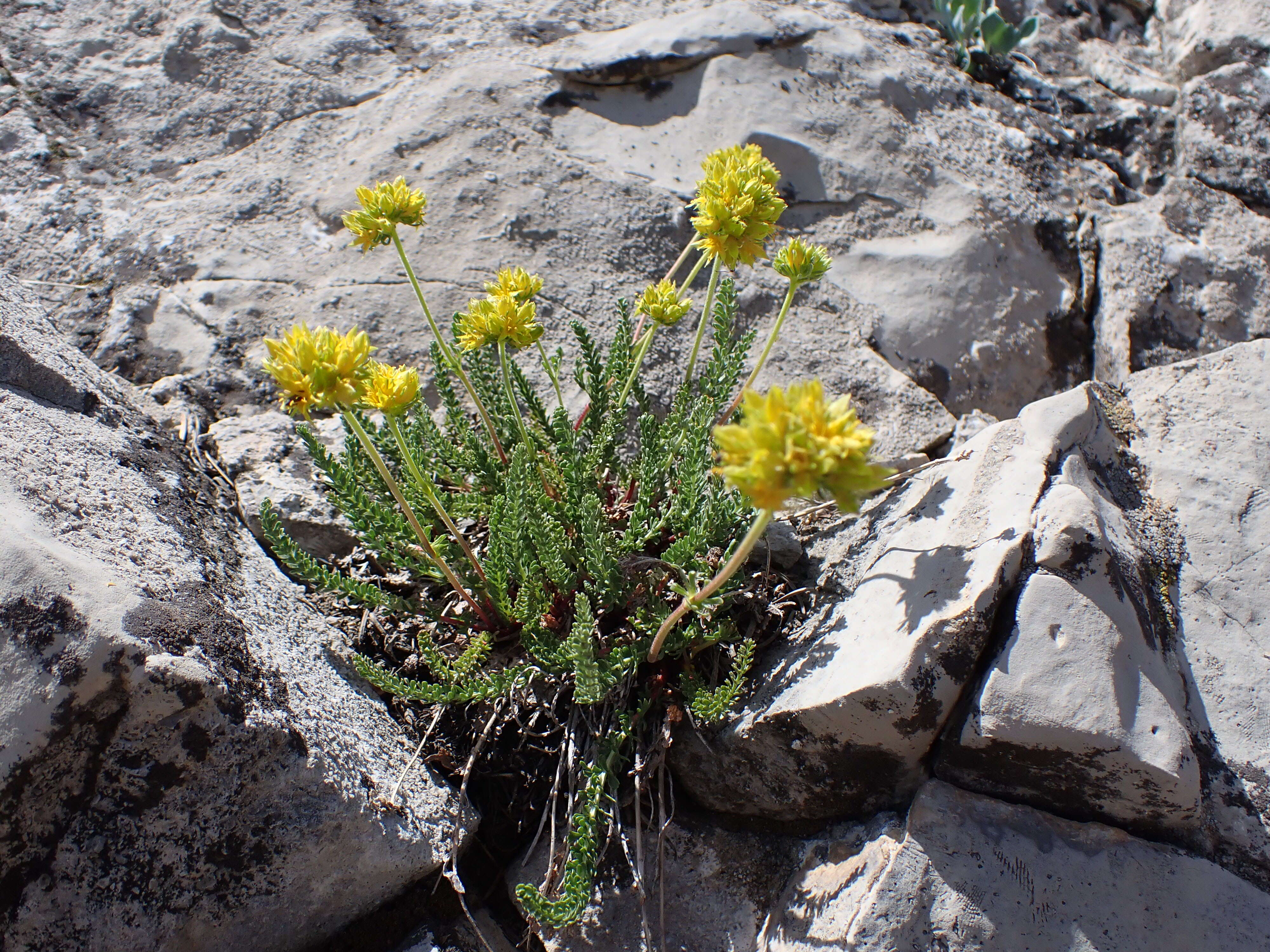 Image de Ivesia gordonii (Hook.) Torr. & Gray