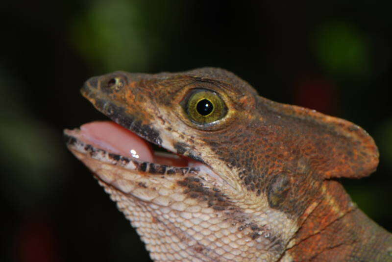 Image of Western basilisk