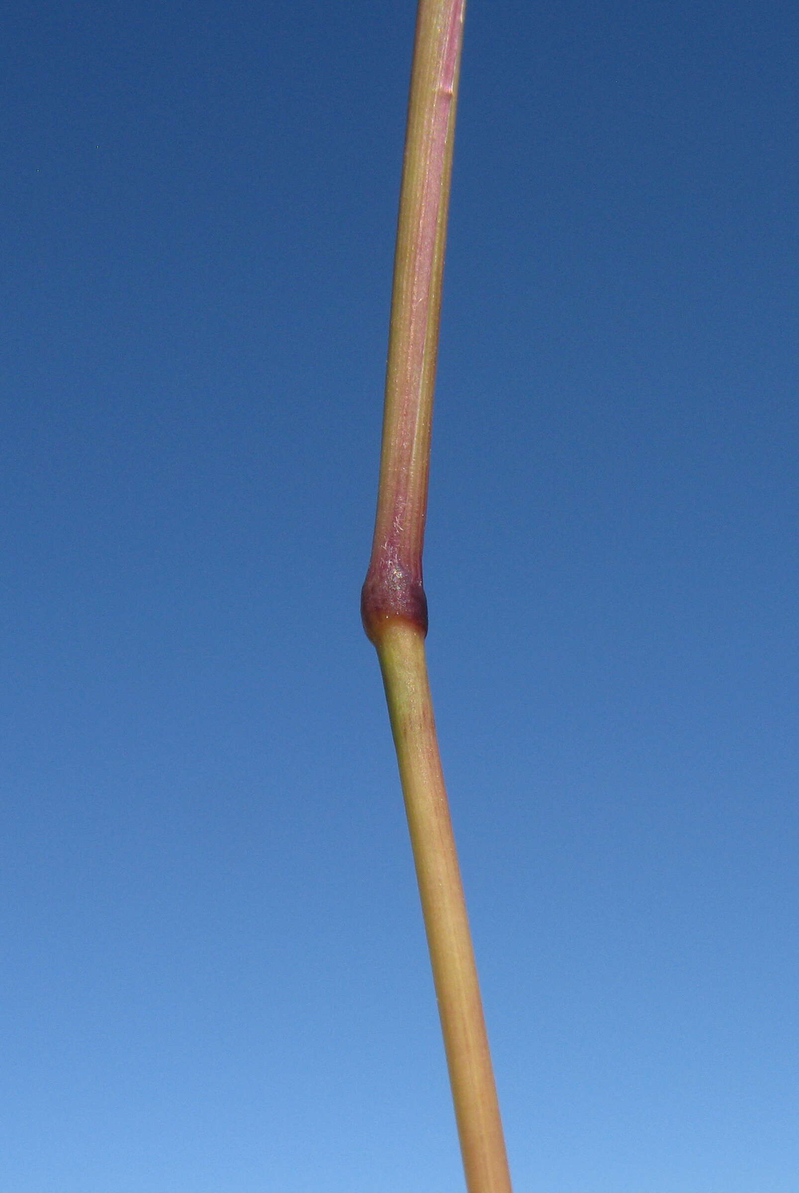 Image of Golden velvet grass