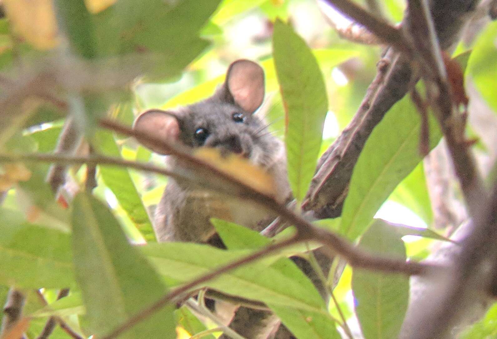 Image of Big-eared Woodrat