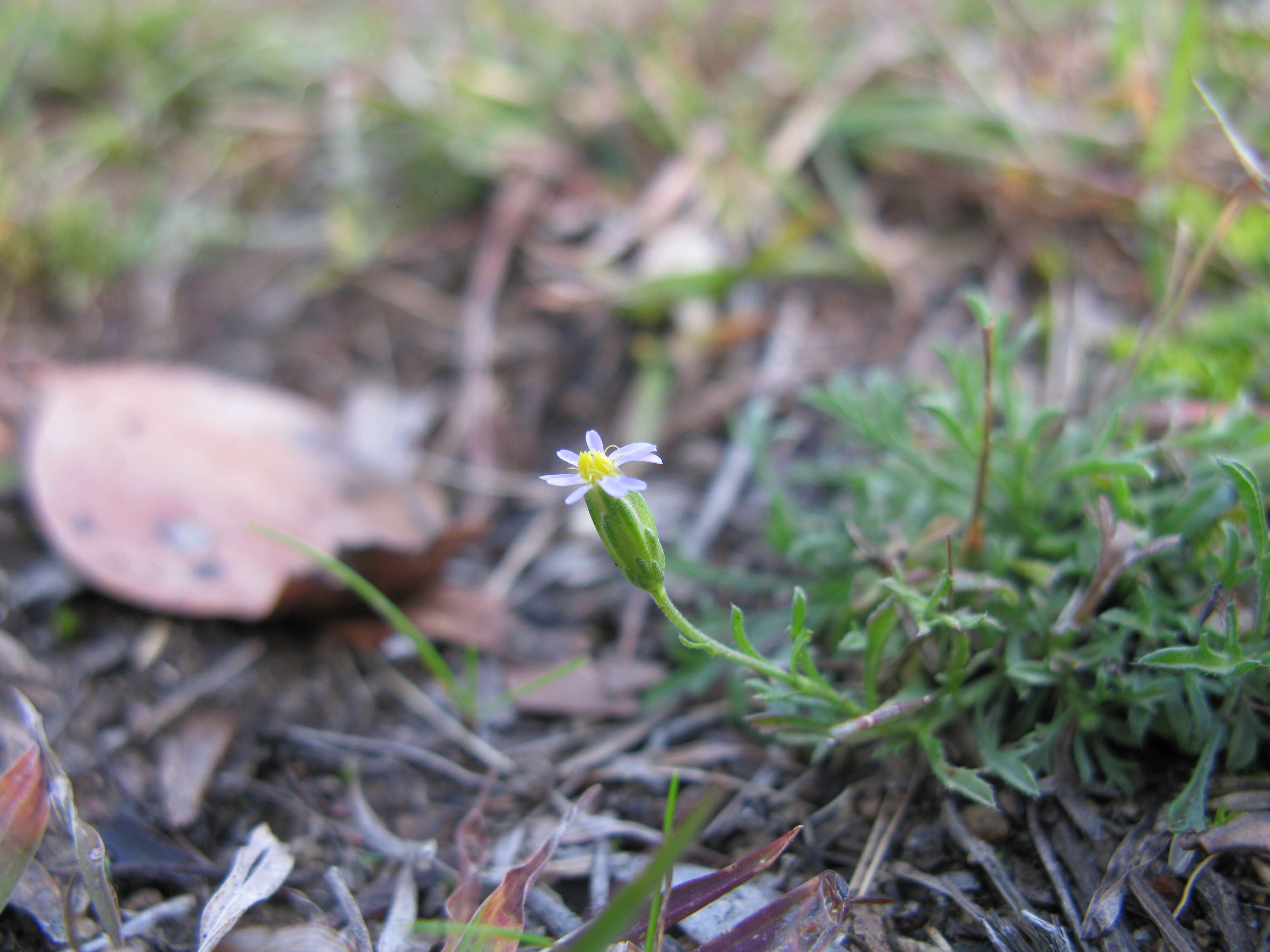 Image of Vittadinia muelleri N. T. Burbidge