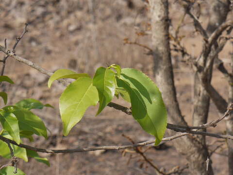 Image of Casearia tomentosa Roxb.