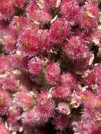 Image of staghorn sumac