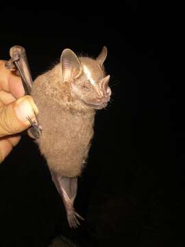 Image of Great Fruit-eating Bat