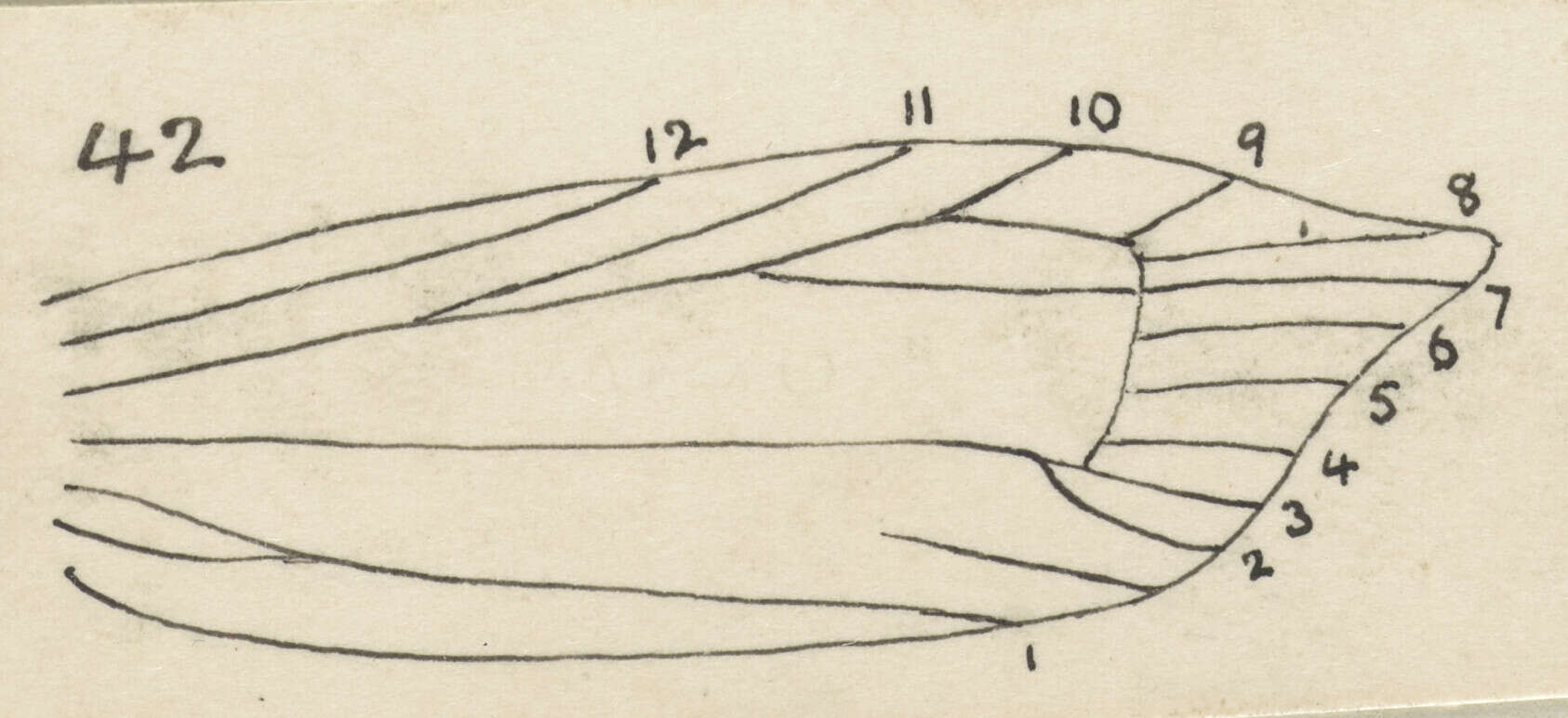 Image of Chrysorthenches drosochalca