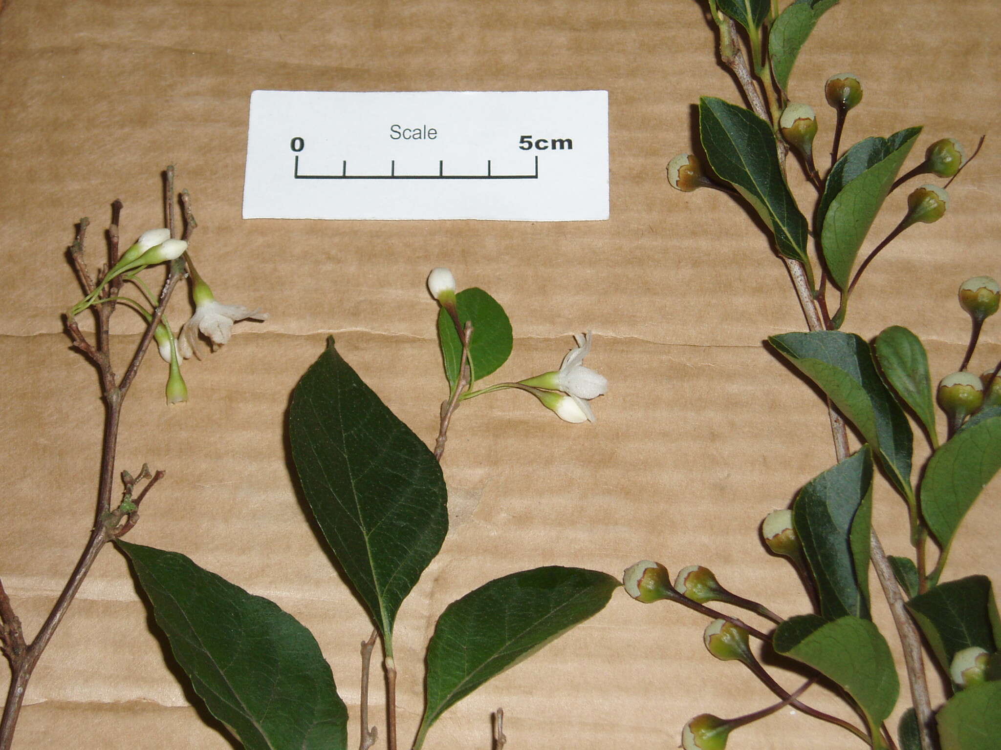 Image of Japanese snowbell