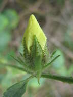 Imagem de Hibiscus diversifolius Jacq.