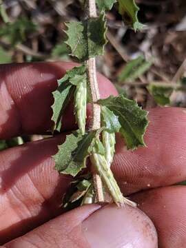 Image of serpentine bristleweed