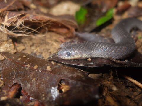 Image of Atractus flammigerus (F. Boie 1827)