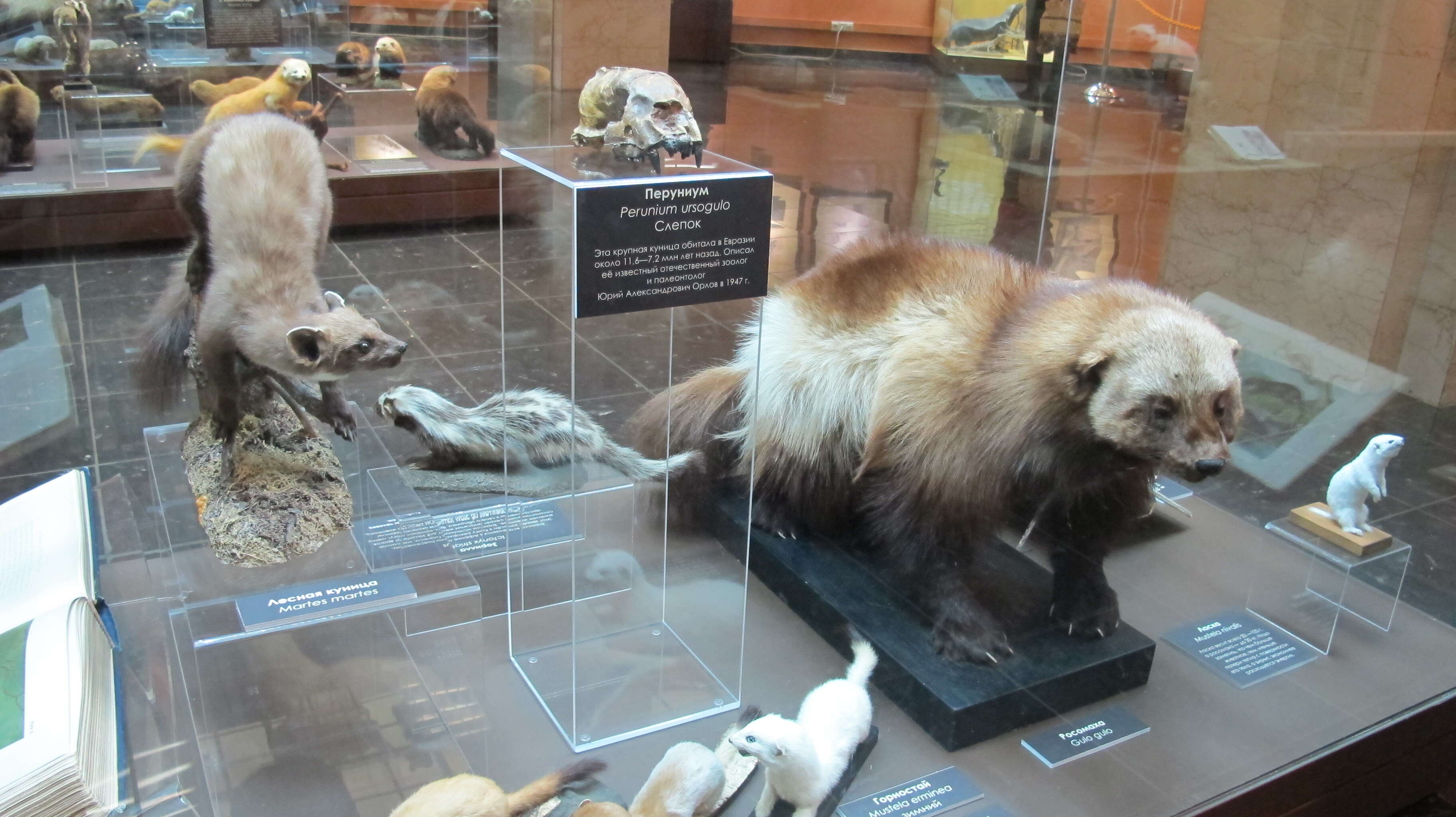 Image of badgers, otters, weasels, and relatives