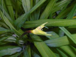 Image of Dumortier's daylily