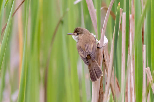 Image of Australian Reed Warbler