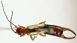 Image of common earwigs