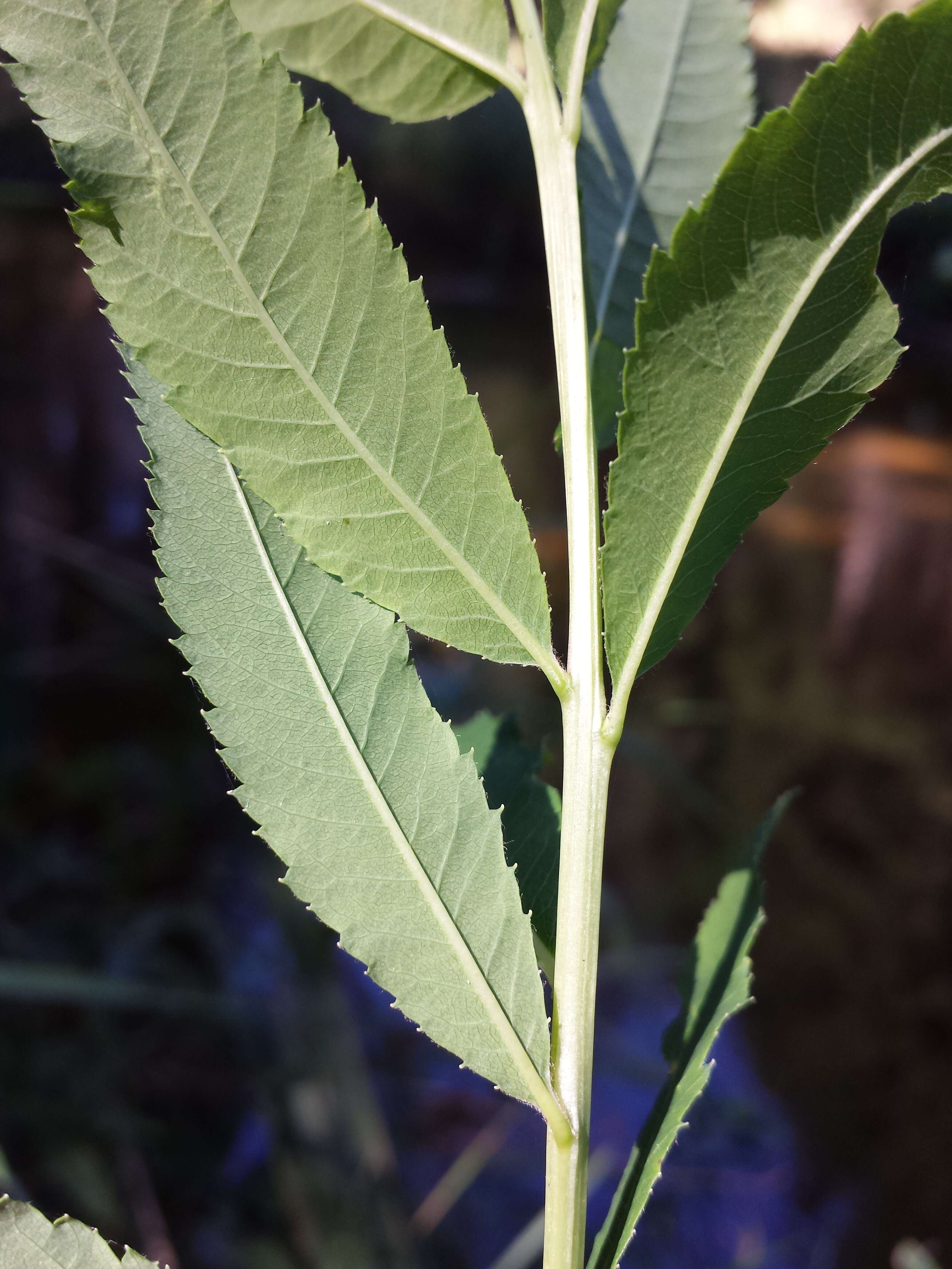 Слика од Spiraea salicifolia L.