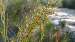 Слика од Chordifex fastigiatus (R. Br.) B. G. Briggs