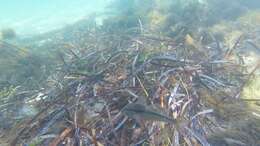 Image of Black-striped goatfish