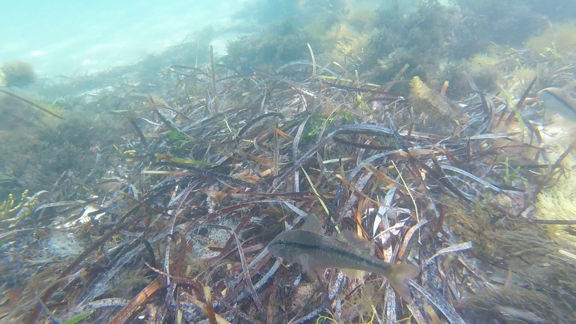 Image of Black-striped goatfish